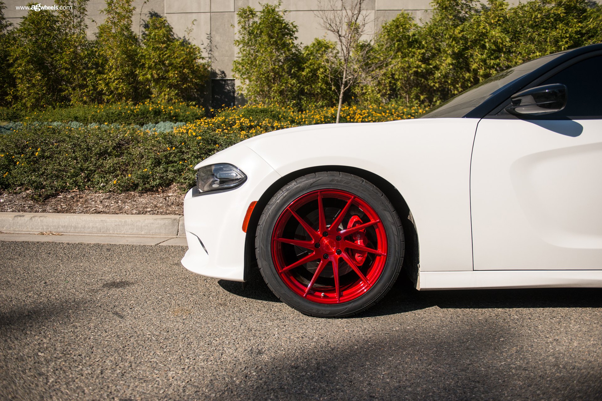 Nitto Tires on Custom White Dodge Charger - Photo by Avant Garde Wheels