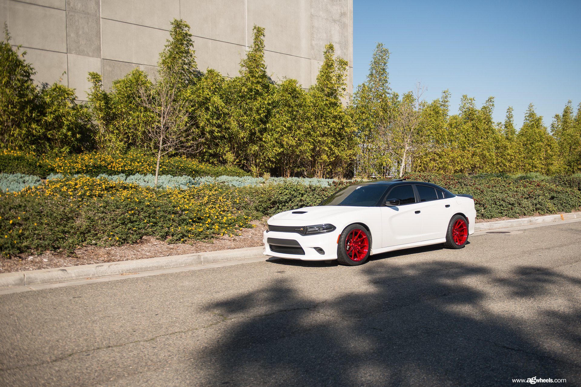 Red Avant Garde Rims on White Dodge Charger - Photo by Avant Garde Wheels